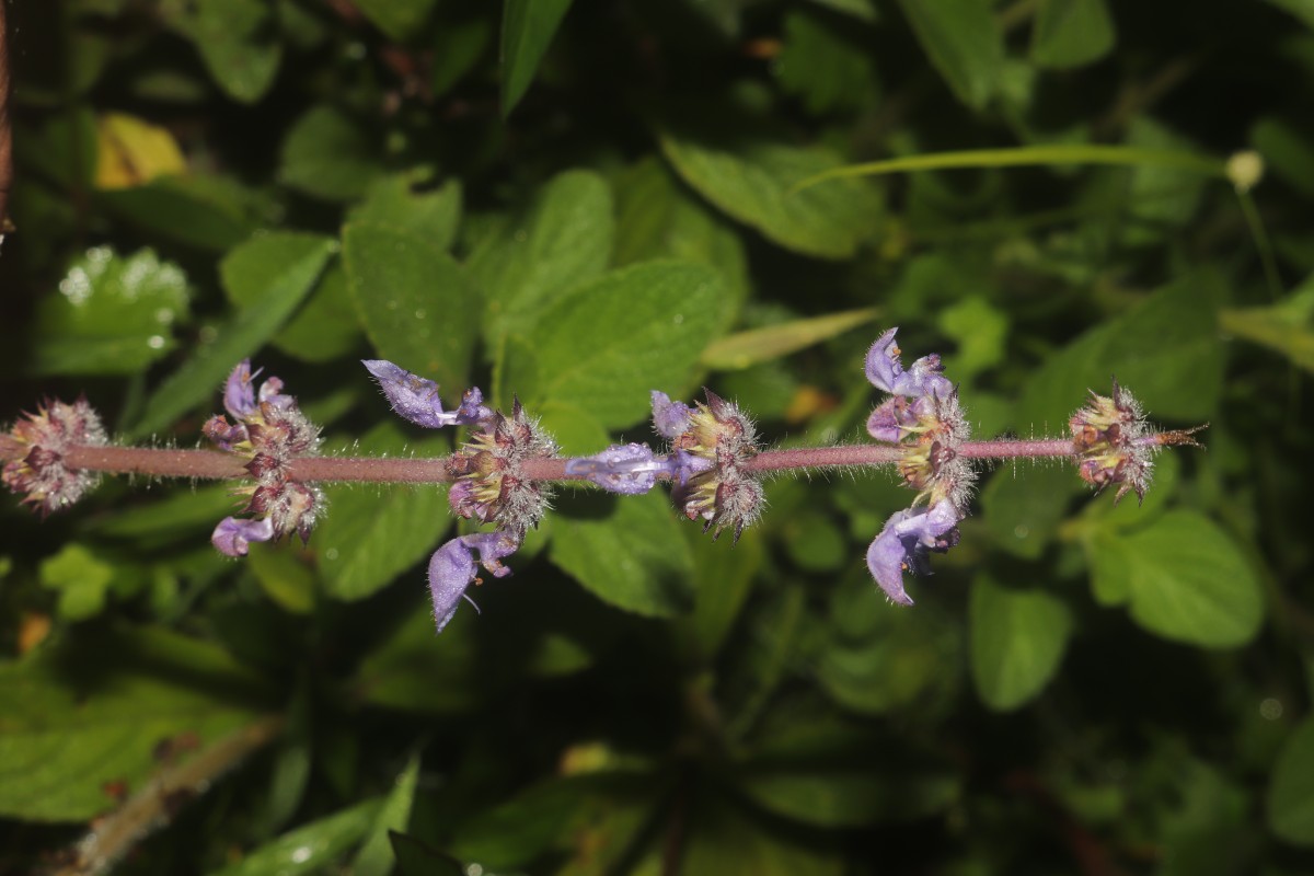 Coleus barbatus var. barbatus (Andrews) Benth. ex G.Don (Andrews) Benth. ex G.Don